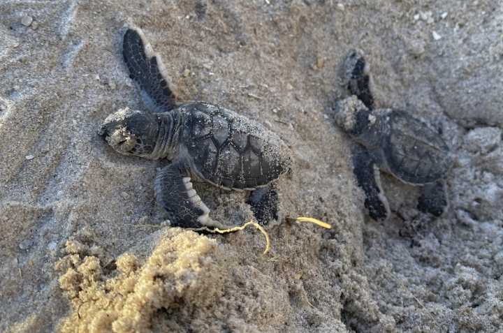License plate-funded ATVs, GPS units boost sea turtle protection in state parks