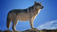 Man-Eating Wolf Scare In Uttar Pradesh: Elderly Couple Killed In Bahraich, CM Yogi Issues Shoot
