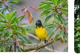 Nariño entra al top 10 del aviturismo en Colombia con 567 especies registradas en el Global Big Day 2025