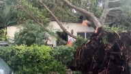 Large tree falls on home in SW Miami-Dade during heavy rainfall; no injuries reported