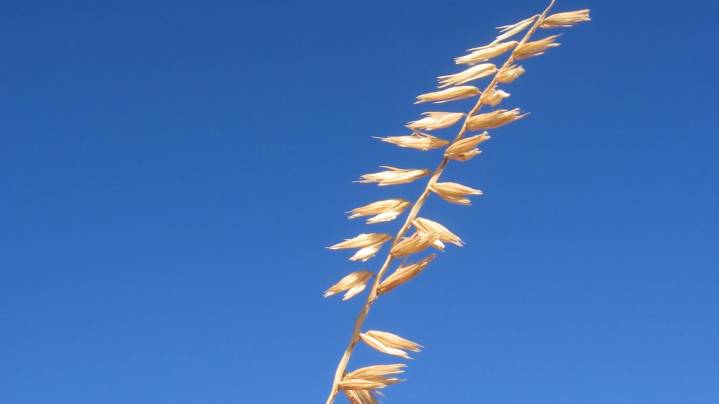 The Easy-To-Grow Native Grass That Controls Erosion In Sloped Yards
