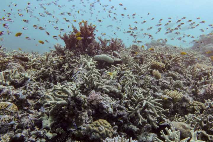 Reef Madness: A Baseless Coral Panic