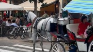 Pacma alerta del daño a la imagen turística de Marbella tras una denuncia viral por malos tratos a un caballo