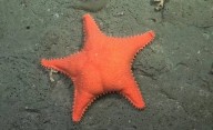 El martes comienza la expedición que explorará los cañones submarinos de Chubut