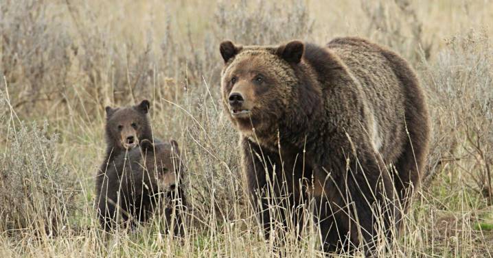 Living with grizzlies: Slew of funding awarded as Montana pushes delisting, bear awareness