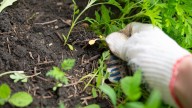 The Best Weather Conditions To Pull Weeds In For A Quick & Easy Job