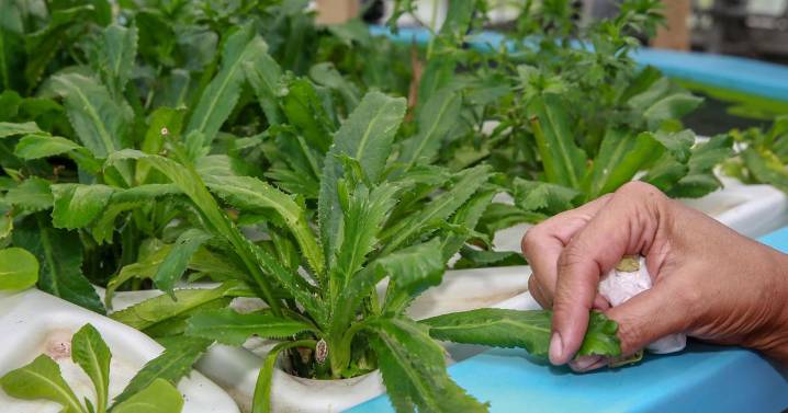 Get Healthy: Carol Slager: Anti-cilantro gene and other causes of, solutions for picky eating