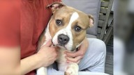 Maryland Shelter Pup Watches Families Pass Him By And Wonders If Love Will Ever Come