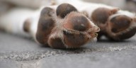 Hombre fue capturado por agredir sexualmente animales en Ciudad Bolívar: robaba las mascotas de sus vecinos