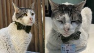 La historia de Branquinho Errázuriz: el gato “funcionario” que vive en la Embajada de Brasil en Chile