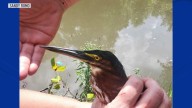 Richardson residents work together to save baby heron tangled in fishing line