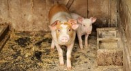 Protesters release pigs into homes of land fraud accused in Telangana’s Adilabad