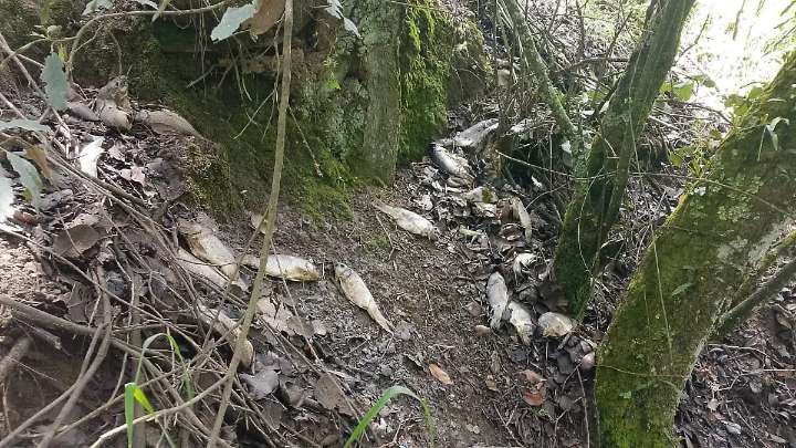 Tlalpujahua culpa a El Oro por tirar media tonelada de pescado en estado de descomposición