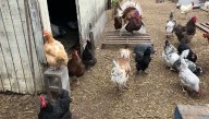 MDA: Anne Arundel County sees third detection of avian influenza