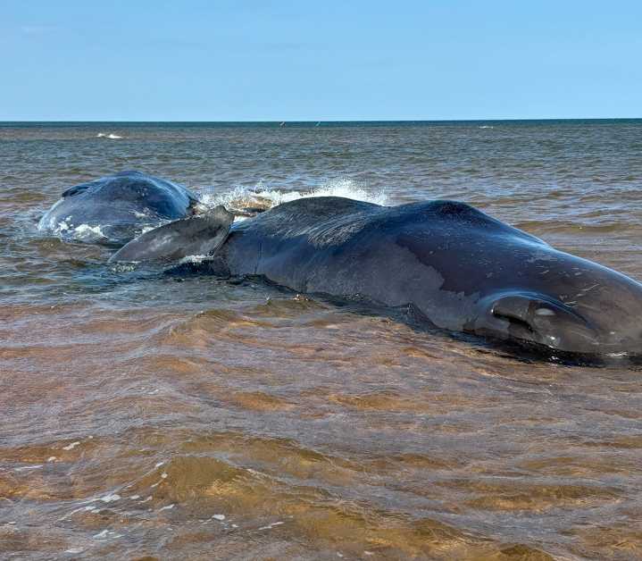 Two of three beached sperm whales in P.E.I. dead; condition of third deteriorating