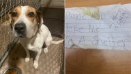 Dog In Wisconsin With ‘Please Help’ Sign On Collar Leaps Into Law Enforcement Vehicle