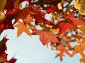 Why your fall road trip to see autumn leaves is about to get significantly cheaper