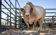 He’s Adorable, Jacked, and a Media Darling. He’s Also a Bull.