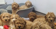 Scottish SPCA rescued almost 40,000 animals last year