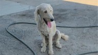 Looking for a Plumber? This Curly-Haired Pup Is Ready to Fix Your Lonely Days