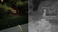 Connecticut Family’s Search Ends After 40 Days When Their Missing Cat Finally Finds Her Way Back