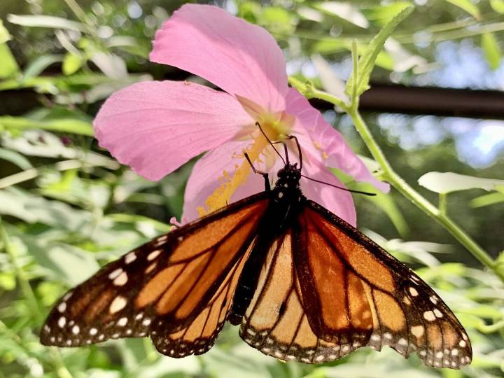 17 extraordinary gardens to visit before winter hibernation begins