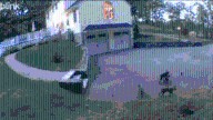 Video shows bobcats in driveway of Groveland, Mass. home