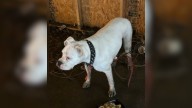 Michigan Rescuer Saves Dog Left In Parking Garage, Then Unveils His Devastating Story