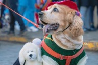 Paws Around the World: Una misión fotográfica para ayudar a los perros callejeros de Cusco #15Sep