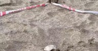 Vuelven a encontrar un cráneo enterrado en la localidad bonaerense de Ostende