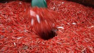 New England's shrimp industry is struggling, with fishermen catching few in 2025