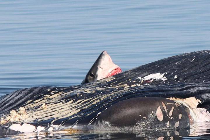 Whale Watching Tour Gets Rare Encounter With Great White Shark Eating Whale