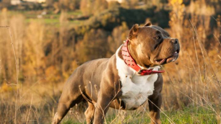Revelan detalles del ataque mortal de un pitbull a una nena de 10 años: el perro estaba “cubierto de sangre”