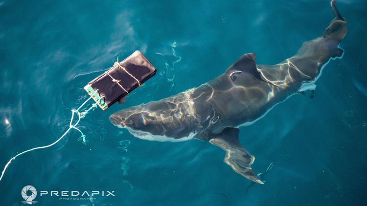 Scientists test bite-resistant wetsuits for shark safety
