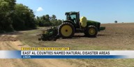Alabama farmers seeing negative crop yield due to rainfall and drought