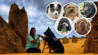 Meet Perth’s top dogs in OZTOPDOG awards celebrating canines in the workplace