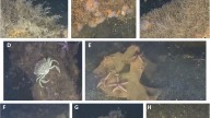 Scientists find marine life thriving on World War II explosives in the Baltic Sea