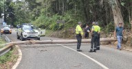Otro bochorno en La Vuelta: finaliza la etapa a ocho kilómetros de meta por nuevas protestas propalestinas y un árbol tirado en medio de la carretera