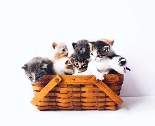 Webster Animal Shelter Issues Call for Kitten Fosters and Feeders