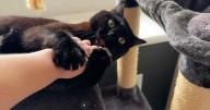 Claws out: Ohio lawmakers move to ban cat declawing