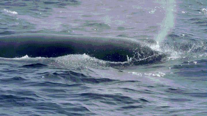 Watch: Sperm whale makes rare appearance along Southern California coast 