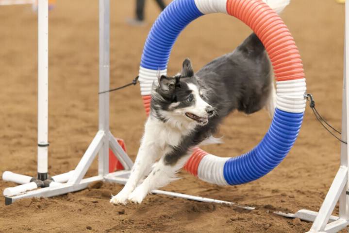 Dog Agility World Games Heads to Murfreesboro