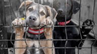 ¿Qué pasa con las mascotas de inmigrantes deportados en EU?; reportan albergues saturados