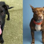 2 major Valley animal rescue groups offering free adoption deals over weekend