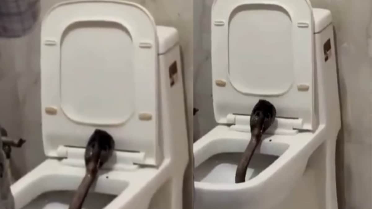 ‘Jumanji 2.0?’: Man Spots Giant Cobra In Hotel Bathroom, Spine