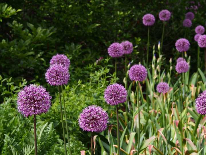 Plant these bulbs now for a show of purple ‘lollipops’ every spring: George’s Plant Pick of the Week