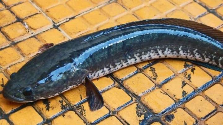 Ditch The Chicken – This Tasty Fish Is Full Of Protein And Totally Boneless!