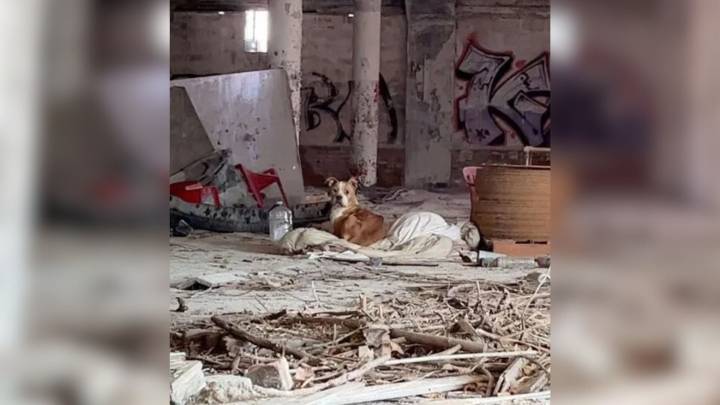 Missouri Pup Dumped In Crumbling Building With Nothing But A Blanket Breaks Rescuers’ Hearts