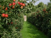 Pakistan, China team up to develop orchards
