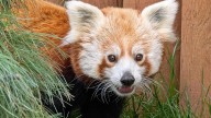 Zoo Boise welcomes red panda Twix to the family